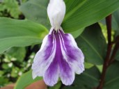 Roscoea purpurea f. alba NAPE 239